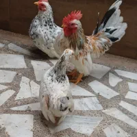 ۱عددخروس و۲عددمرغ (چاپنیز)