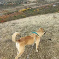 نگهبان و گله|سگ|اهر, |دیوار