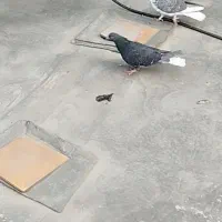 کفتر قاره دم سفید|پرنده|ری, علایین|دیوار