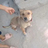 یک عدد سگ پاکوتاه ماده