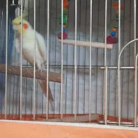 یک عدد عروس هلندی نر سخنگو