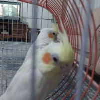 جفت عروس هلندی لوتینو تخم گذار|پرنده|تربت جام, تیپ ۳۸ زرهی تربت جام|دیوار