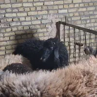 بره نر هترو