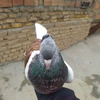 6کبوتر برا جوجه کشی و پرش