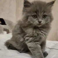 بیریتیش بلو|گربه|خوی, |دیوار