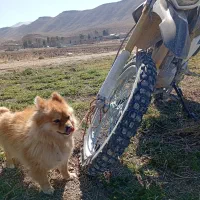 سگ پامرین روباهی