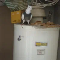 کبوتر شهرستانی طوقی  و گله سیاه