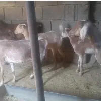 بزغاله خارجی|حیوانات مزرعه|ایلام, |دیوار