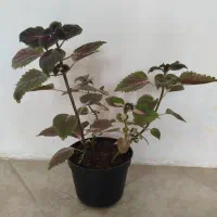 گل طبیعی|گل و گیاه طبیعی|بجنورد, |دیوار
