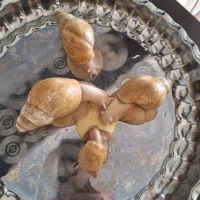 حلزون آچاتنا، آلبینو مولد بزرگ|خزنده|کرمانشاه, |دیوار