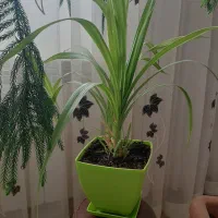 فروش گل طبیعی به علت جابه جایی|گل و گیاه طبیعی|بیرجند, |دیوار