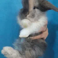 خرگوش عروسکی