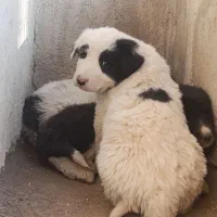 واگذاری توله سگ قدرجونی قهدریجانی|سگ|شاهین‌شهر, برخوار غرب|دیوار