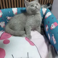 بریتیش لیلاک