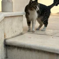 واگذاری گربه