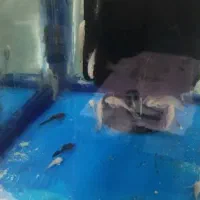 بهترین نژاد های گوپی و آبزی