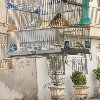 سهره قناری دهن ایوب