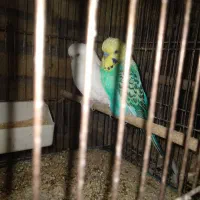 مرغ عشق انگلیسی  پروانه ای رینبو