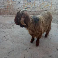 تیزبزلری|حیوانات مزرعه|مسجد سلیمان, |دیوار