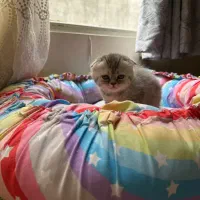 گربه|گربه|تهران, گرگان|دیوار