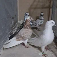 کبوتر پرشی تهرانی