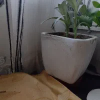 گل پتوس|گل و گیاه طبیعی|بجنورد, |دیوار