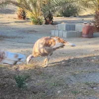 بوقلمون|حیوانات مزرعه|میناب, |دیوار