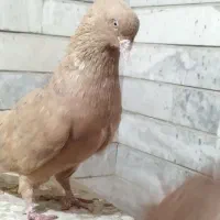 جفت زرد دم سفید خال سیاه با ماده سرخ دم سفید