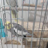 فروش عروس هلندی|پرنده|یاسوج, |دیوار