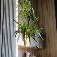 گل اپارتمانی.