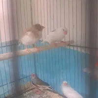 فنچ