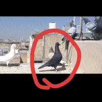 گمشده بی زحمت آگهی رو بخون|حیوانات|مشهد, رسالت|دیوار