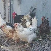 خروس مرغ گلین لری ریشی پاپر
