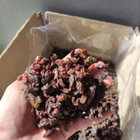 گله آفتابی کاشمر با ضمانت جواب دهی مخصوص آبگیری|خوردنی و آشامیدنی|مشهد, عبادی|دیوار