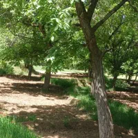 باغبان با اعتبار