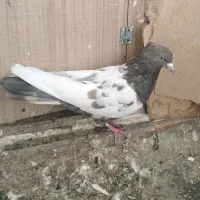 گندم کفتر|لوازم جانبی حیوانات|مشهد, امیریه|دیوار