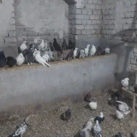 کفتر|پرنده|آران و بیدگل, |دیوار