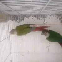 گرینچیک مولد