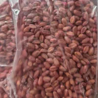 فروش گندم پیشگام بوجاری شده قیمت پایین