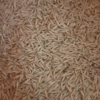 تخم جو درجه یک