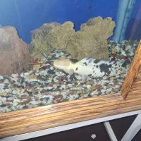 به خاطر اینکه می خوام ماهی گیاه خوار بخرم|ماهی|شیراز, طلاب|دیوار