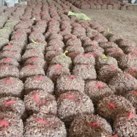 پیاز زعفران/انواع زعفران