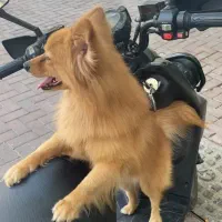 واگذاری ‌پامرین روباهی