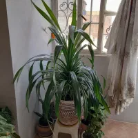 گل پاندانوس|گل و گیاه طبیعی|مشهد, خواجه ربیع|دیوار