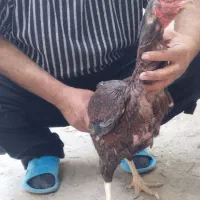 مرغ لاری