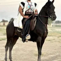 مادیون کرد|اسب و تجهیزات اسب‌سواری|ورامین, خیر آباد|دیوار