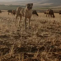 سگ گله ای به شرط میدم