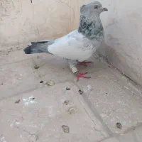 سینه آبی کاکلی،سرخ پاک