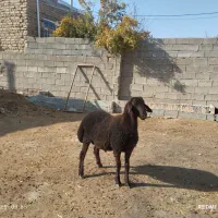 «بره قوچ همو»|حیوانات مزرعه|بجنورد, |دیوار