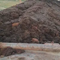 فروش کود گاوی|خدمات باغبانی و درختکاری|گرگان, |دیوار